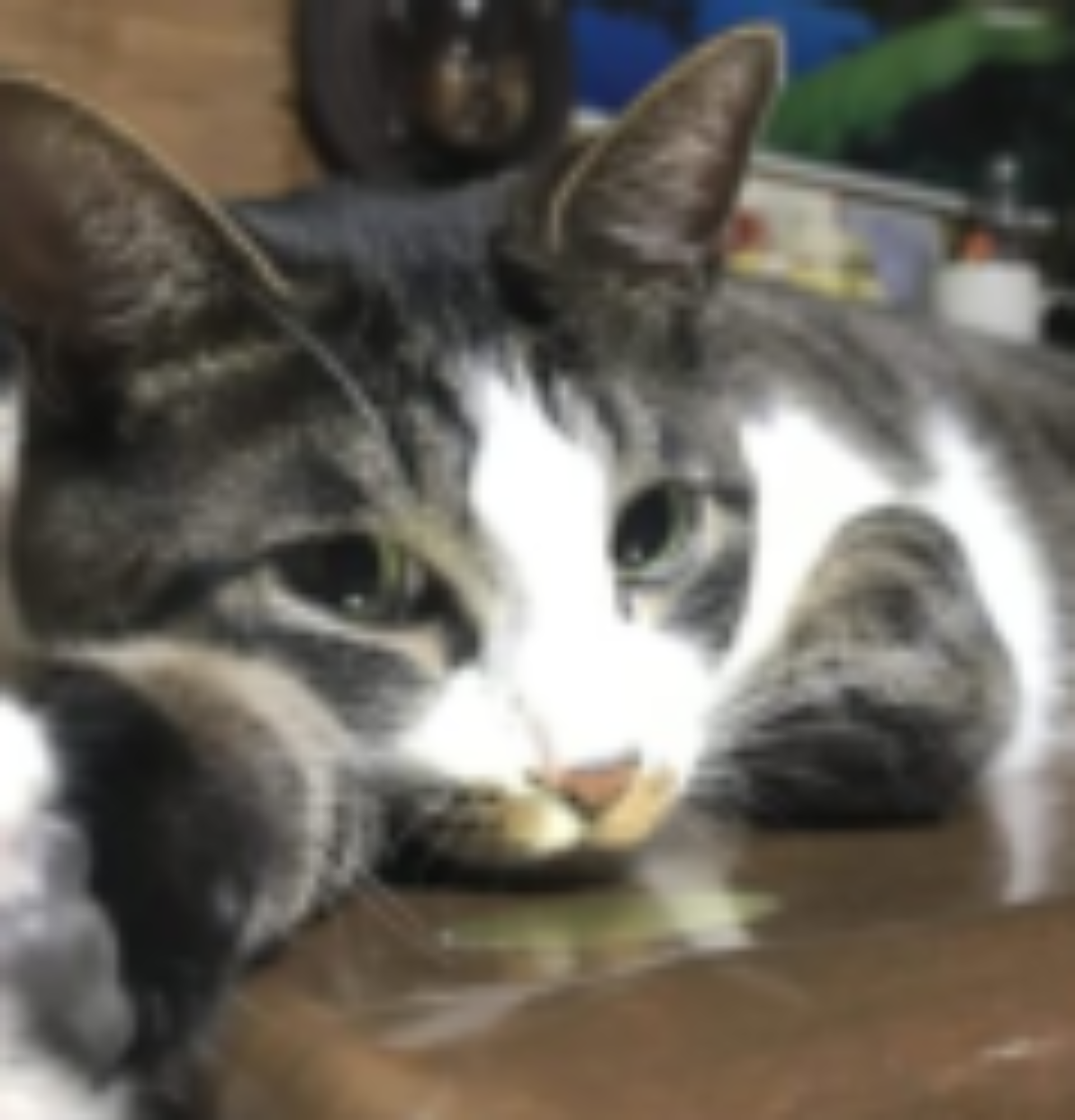 猫の飼育　初心者のための案内係